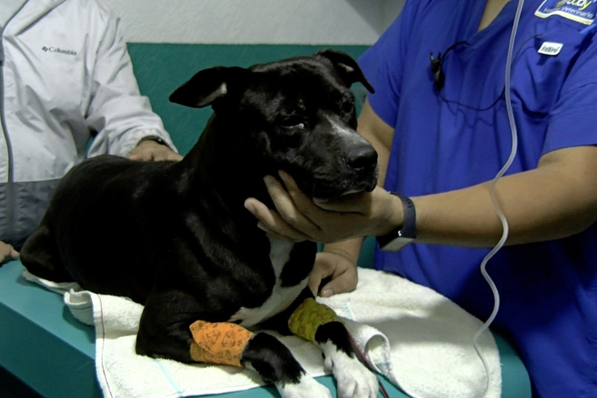 La suerte de un perro o un gato callejero depende del municipio donde aparezca. (Milenio)