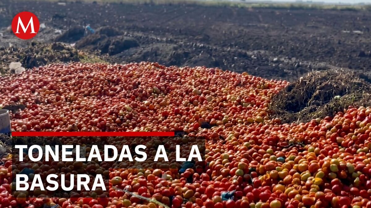 Crisis del jitomate: Mientras el precio rompe récords, toneladas son desechadas en los campos