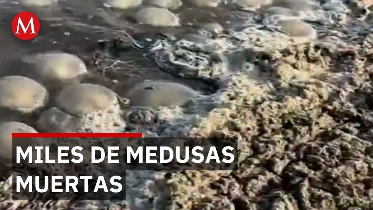 Crisis en Oaxaca por plaga de medusas: El peligroso fenómeno que arruina la captura de camarón
