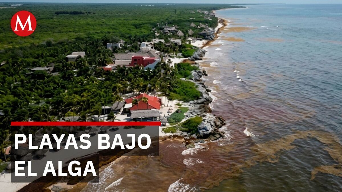 Crisis total en Tulum: Arribo masivo de sargazo y altos costos ahuyentan al turismo
