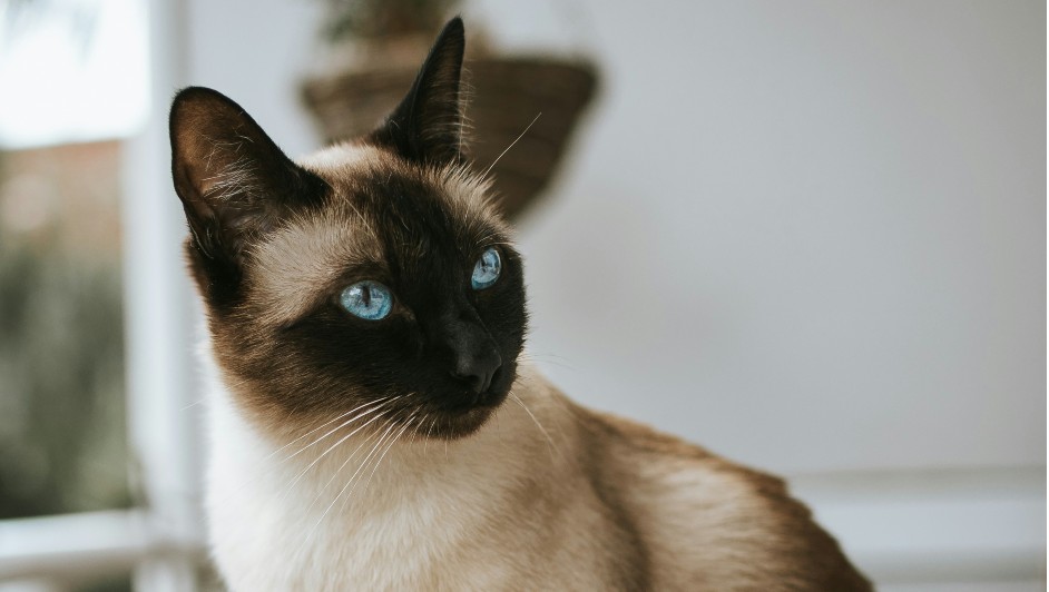 “Cada gato es un prodigio en sí mismo” (Foto: Alex Meier | Unsplash)