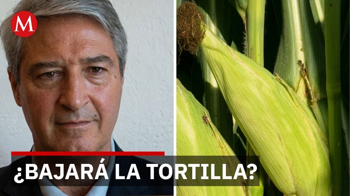 ¿Sube o se mantiene? Cómo afecta el nuevo programa de maíz blanco al bolsillo de los consumidores