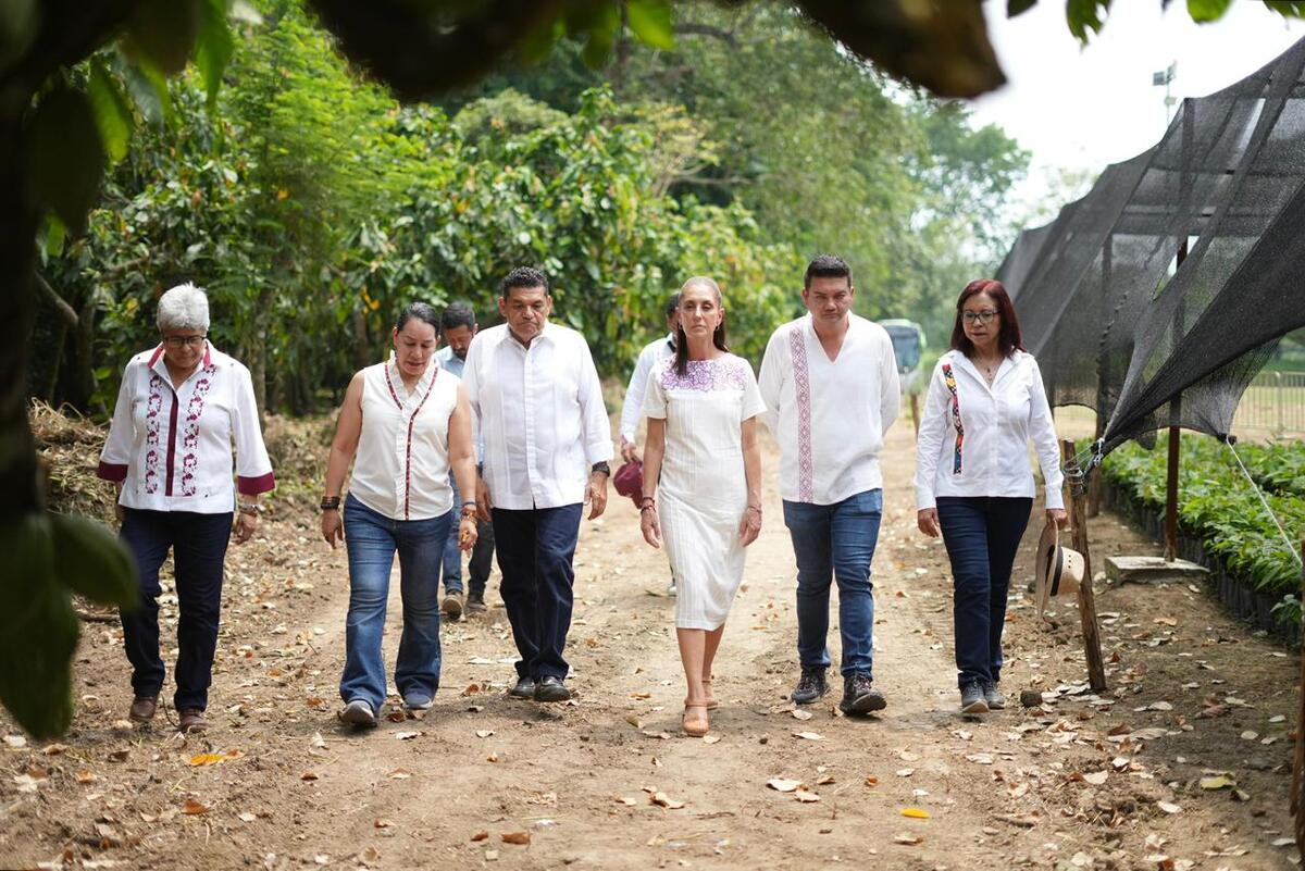Sheinbaum anuncia proyecto para garantizar precio bajo del cacao. | Foto: Especial