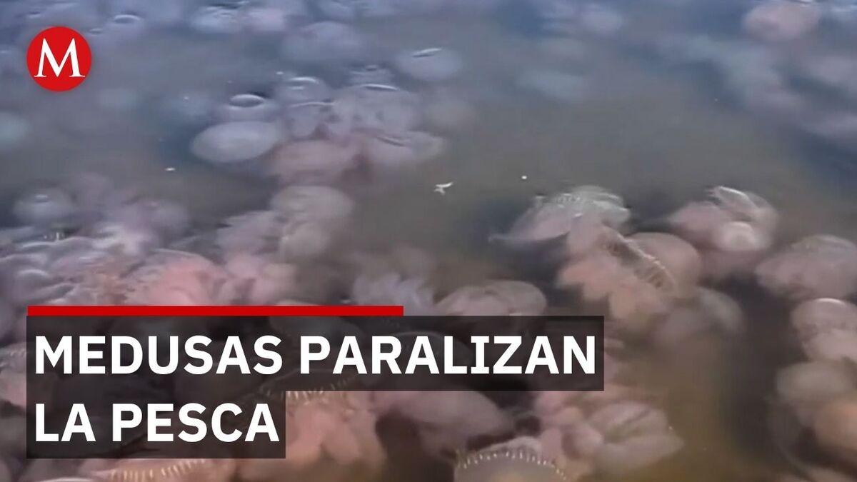 Aparición masiva de medusas afecta pesca en el Istmo de Tehuantepec