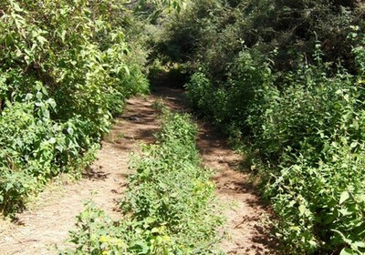 Camino de terracería oculto entre por la vegetación de la zona. | Foto: Especial