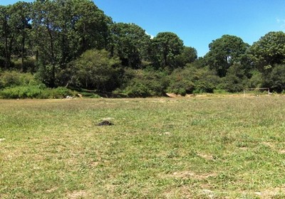 Un terreno baldío, una especie de planicie oculta entre árboles