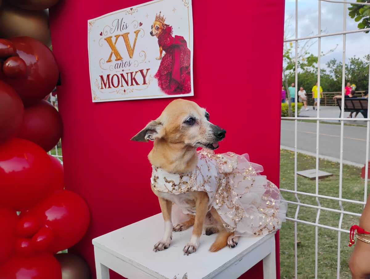 Perrita Chihuahua celebra sus 15 años con fiesta en Tampico | Sergio Sánchez