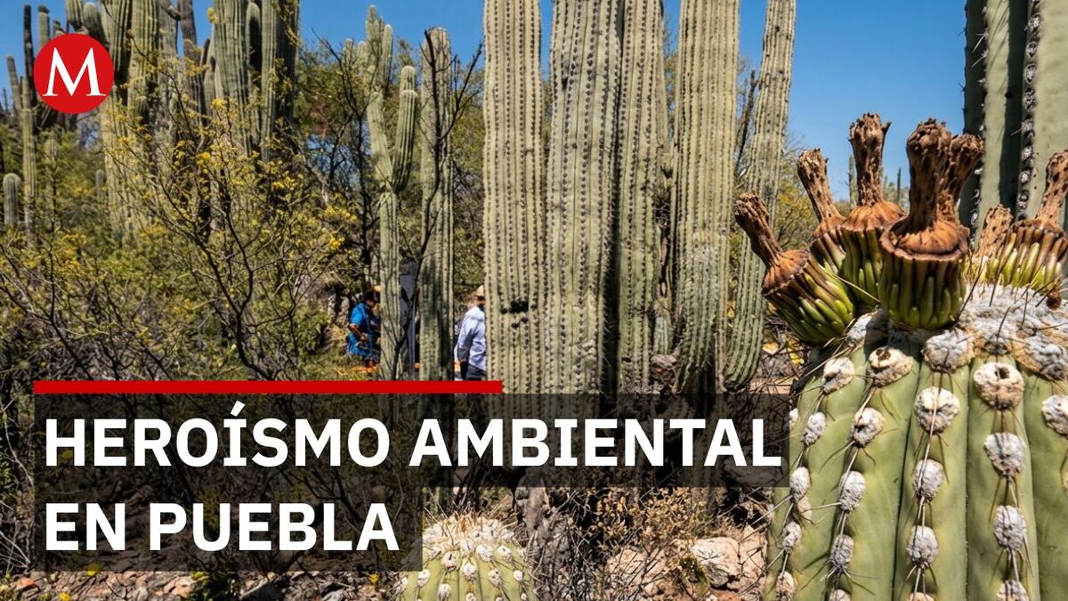 Pobladores salvan de la destrucción un refugio clave de 50 especies de mamíferos