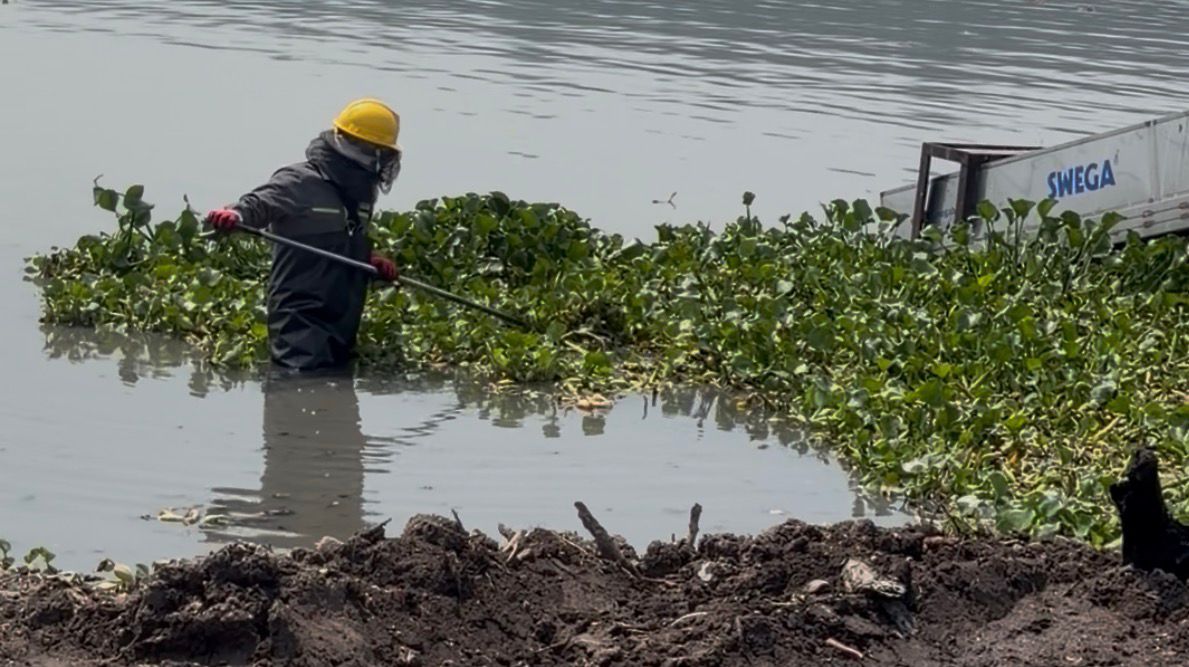 Combaten lirio acuático y el mosco cúlex en la presa Endho. (Karla Guerrero)
