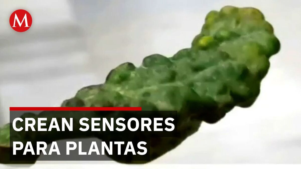 Crean sensores biodegradables que detectan pesticidas en las plantas