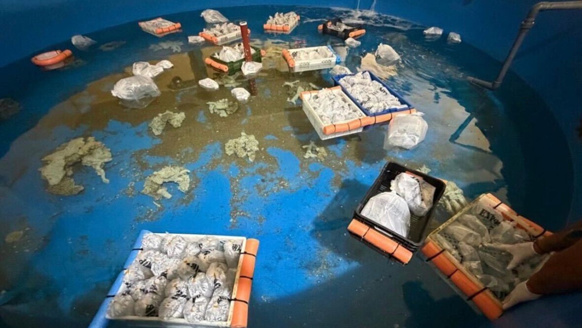 Especialistas de la Fundación Temaiken realizan labores de estabilización y aclimatación de los peces rescatados. | Foto: AP
