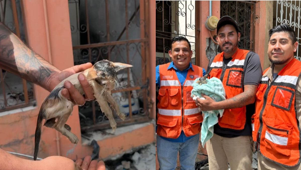 El felino se encontraba a 1.40 metros de profundidad en el registro de drenaje. | Especial