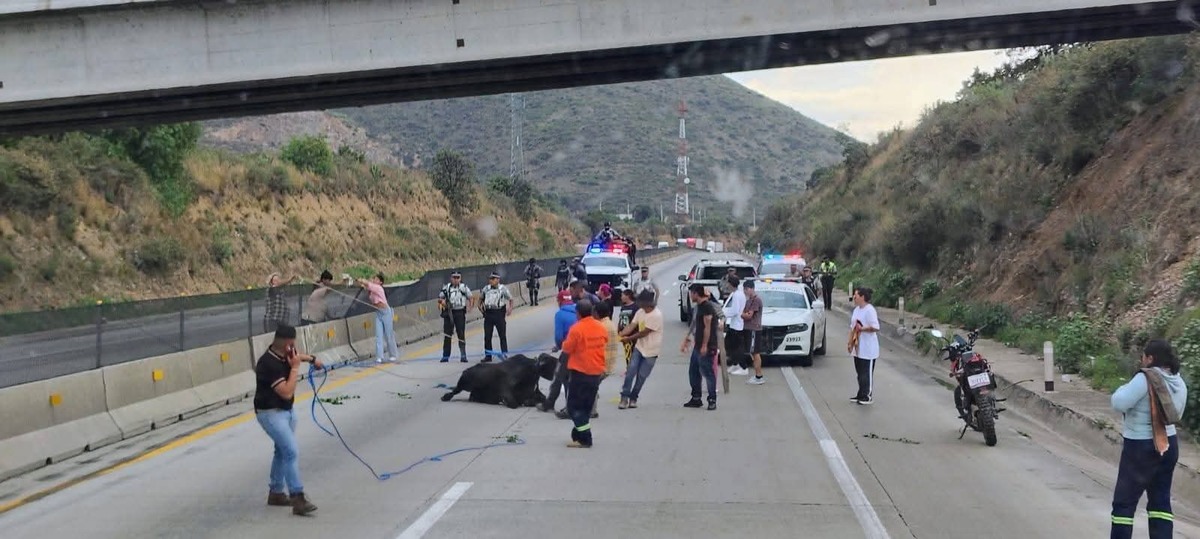 Tráiler con más de 100 becerros ardió en llamas en el Arco Norte. (Cortesía)