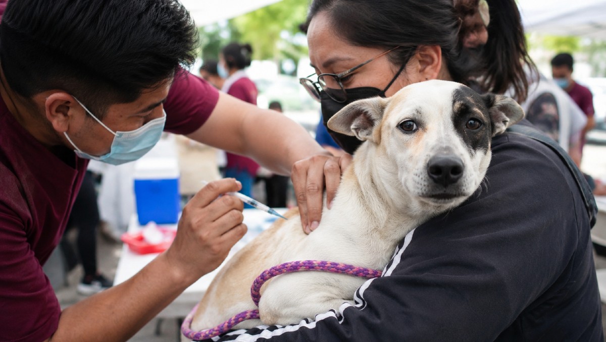 Vacunas y esterilizaciones gratis para perros y gatos en CdMx | IA DISCOVER