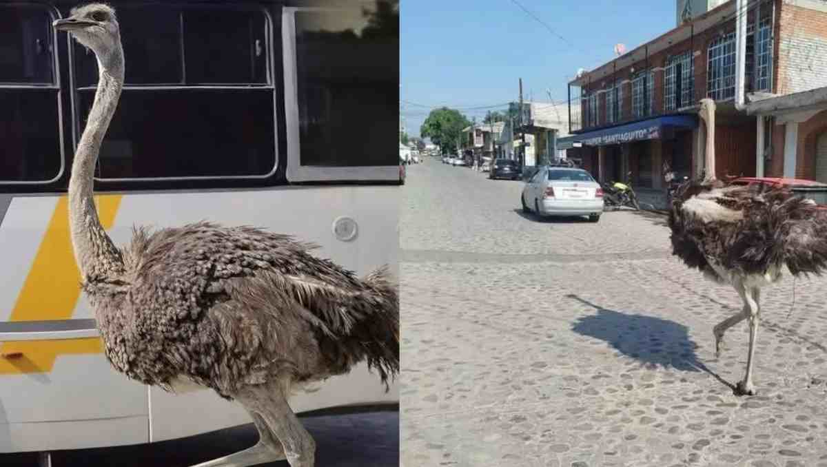 El ave fue capturada y devuelta a su criadero tras recorrer avenidas y zonas turísticas del municipio. | Foto: Especial