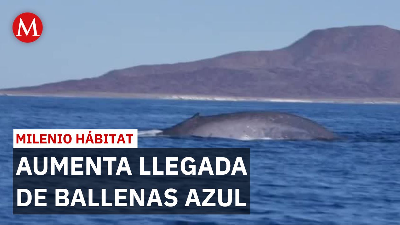 Ballena azul comienza a recuperarse en Loreto | Milenio Hábitat