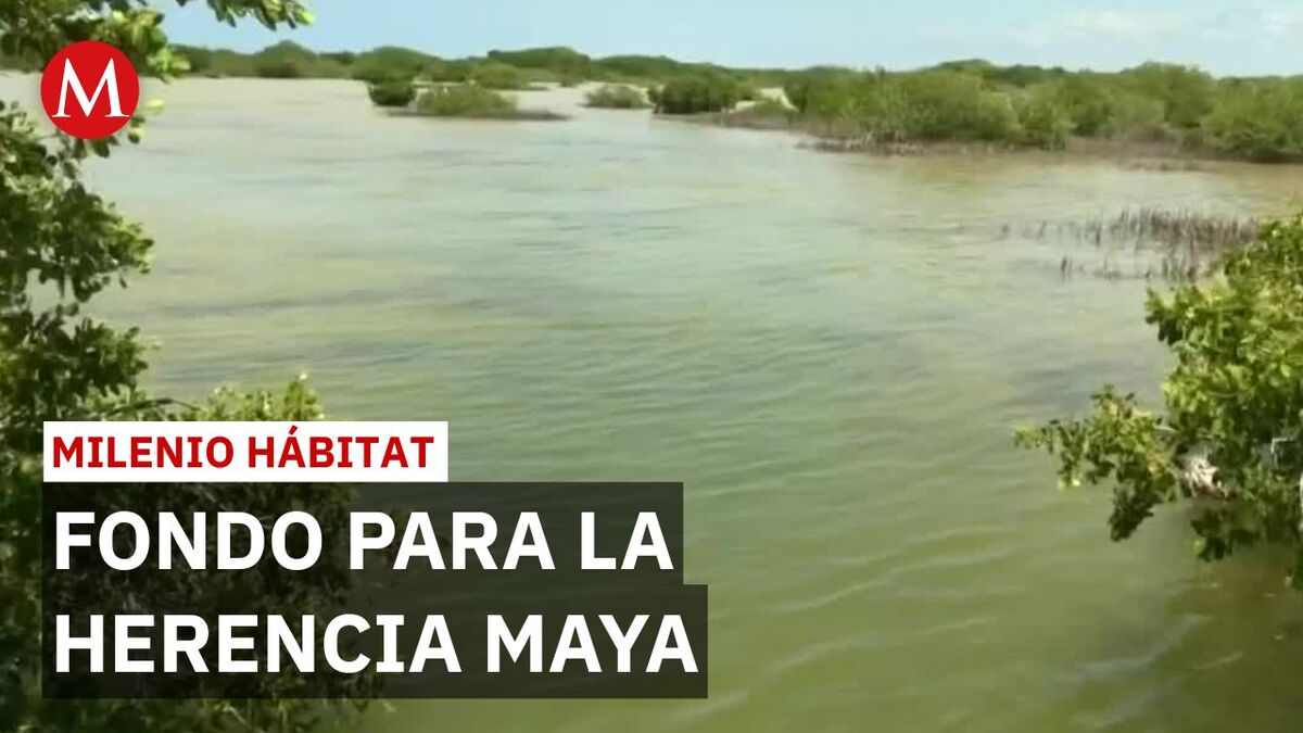 Comunidades de Yucatán logran restaurar manglares devastados por huracanes | Milenio Hábitat
