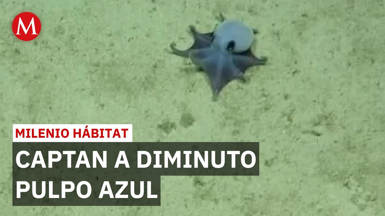 Descubren un diminuto y tierno pulpo azul en las profundidades de Galápagos | Milenio Hábitat
