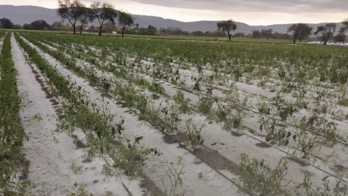 Granizada arrasa cultivos en Tehuacán | Especial