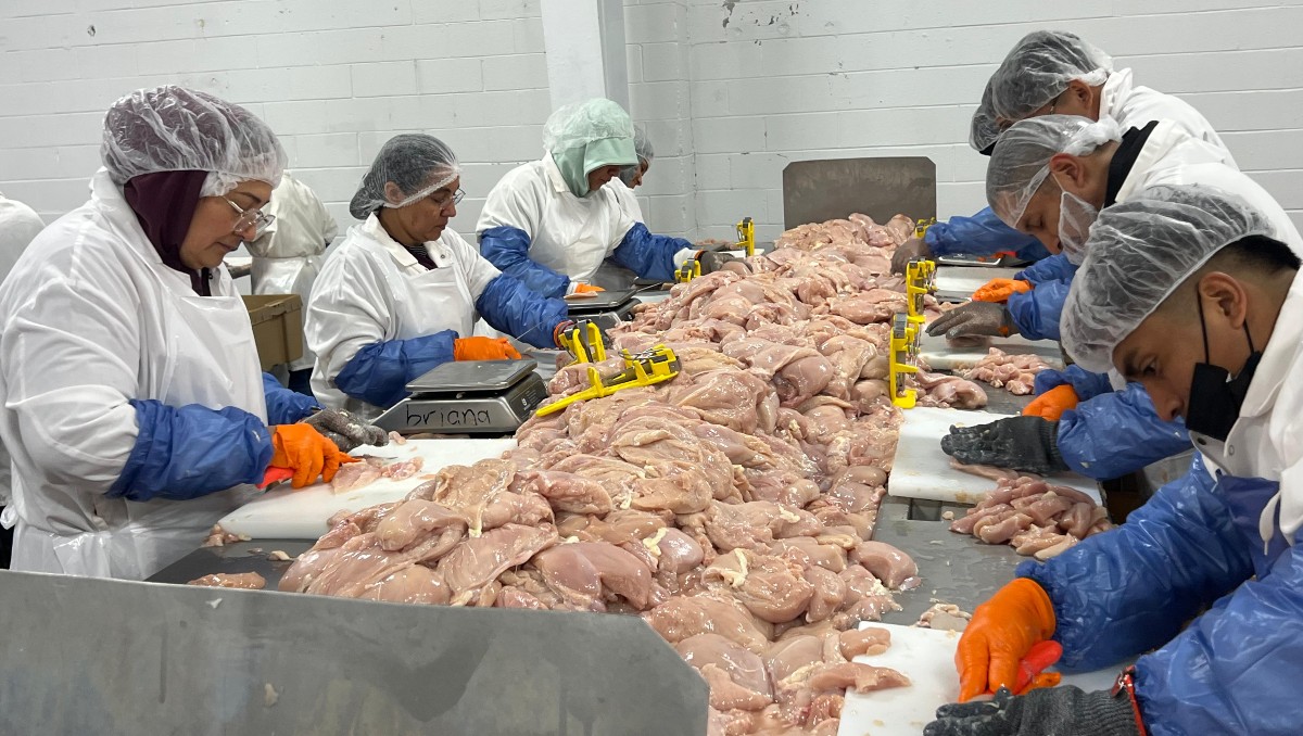 Uno de cada seis pollos consumidos en Estados Unidos sale de Georgia | Foto: Gardenia Mendoza