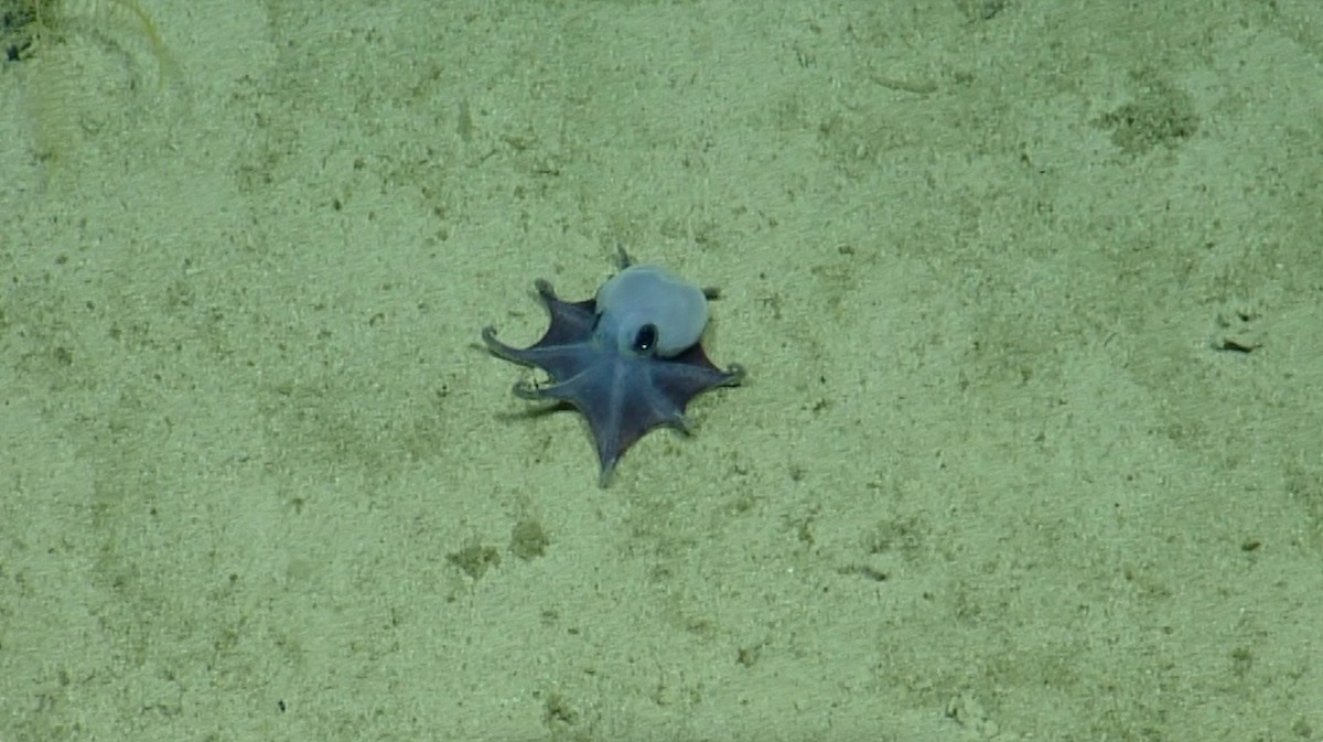El pulpo fue avistado por primera vez durante una expedición de aguas profundas en 2015. | Especial