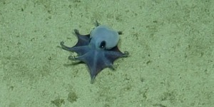 Pulpo