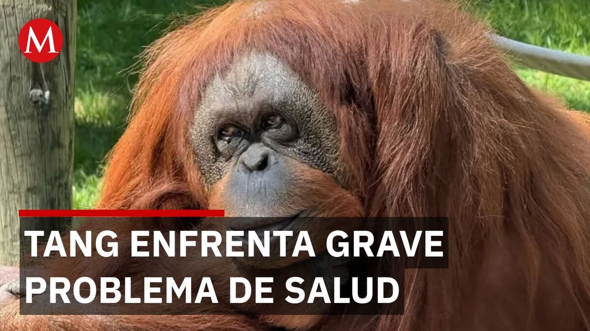 Tang enfrenta un delicado diagnóstico y conmueve a generaciones en el ZooLeón