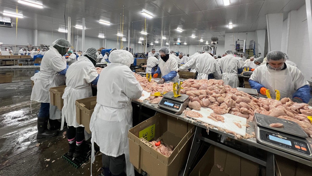 Trilogy Foods procesa 91 mil kilos de pollo diariamente | Foto: Gardenia Mendoza