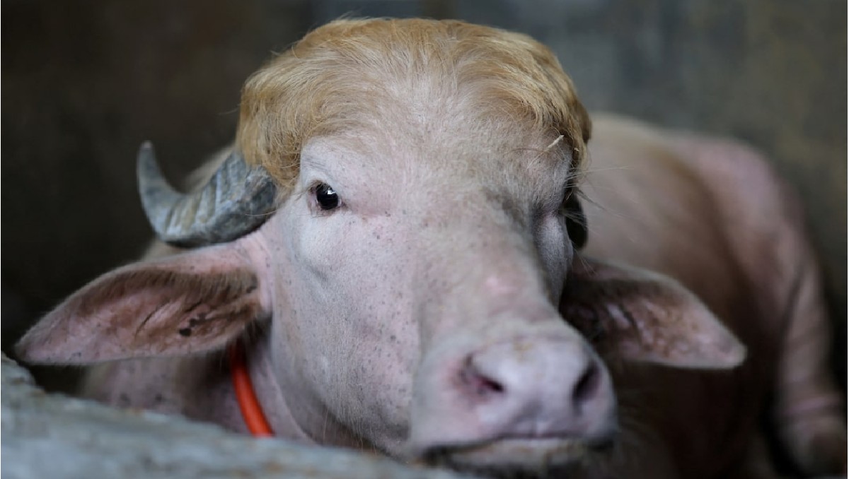 Búfalo “Donald Trump” llega a zoológico tras rescate. |  FOTO: Reuters