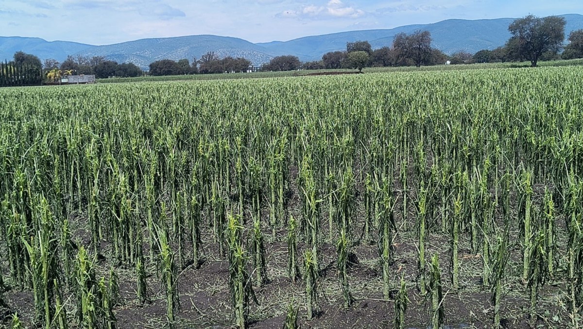 Cultivos afectados por caída de granizo en Cuayucatepec | Especial