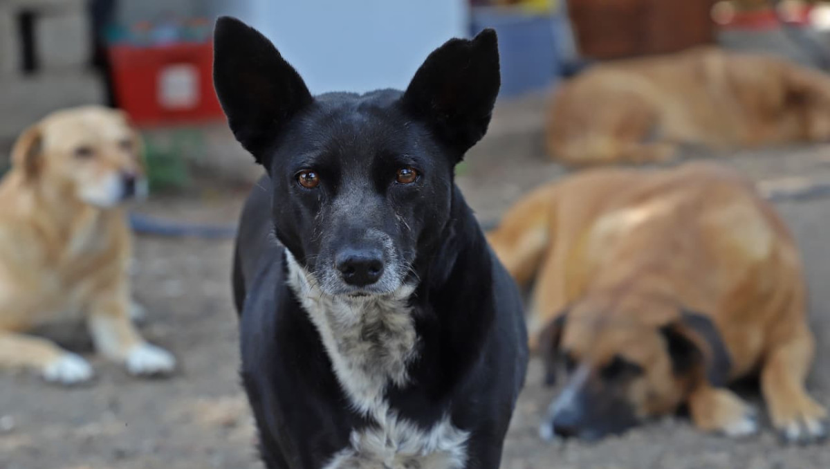 Familias multiespecie: Seres sintientes en Patitas Sin Rumbo A.C. en Puebla | Melanie Torres