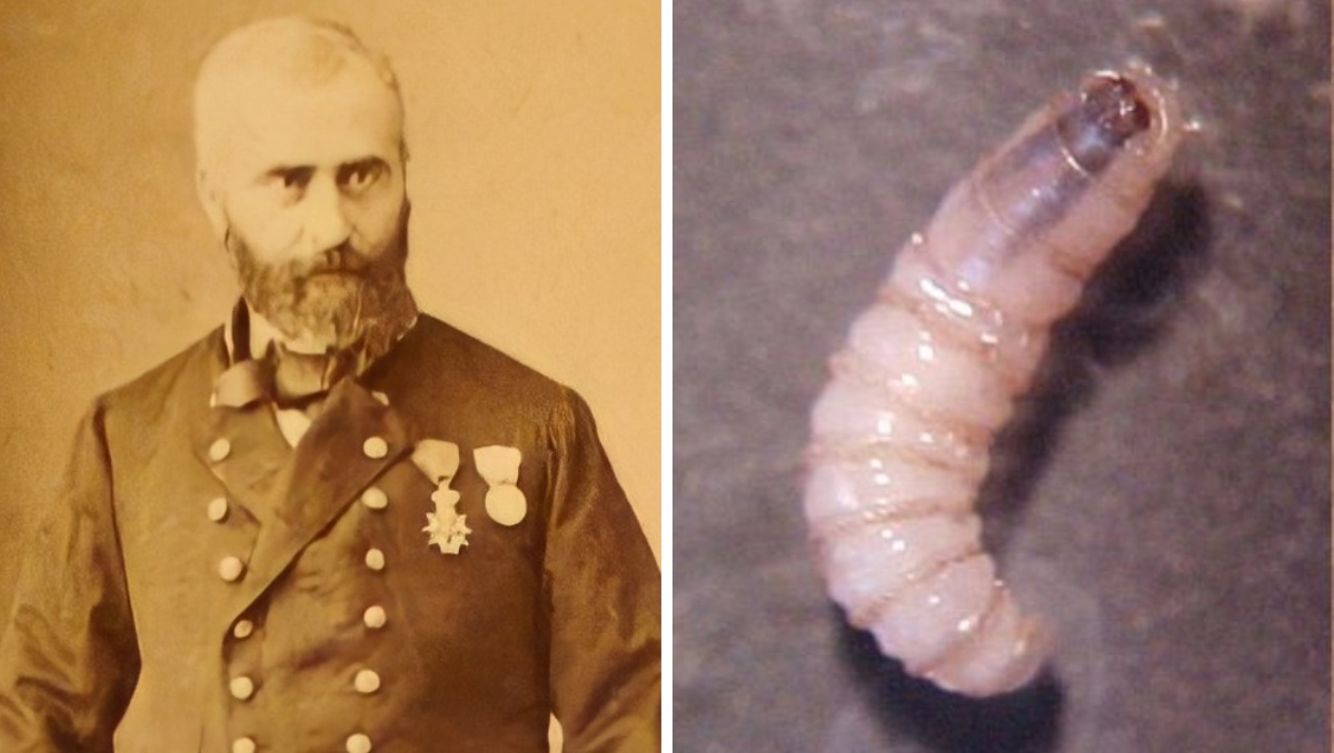 El gusano barrenador fue descrito por primera vez por un médico frances | Foto: COPEG/Sader