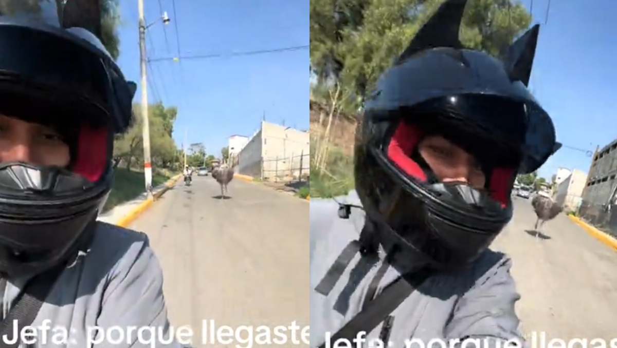 Joven se graba siendo perseguido por una avestruz | TikTok
