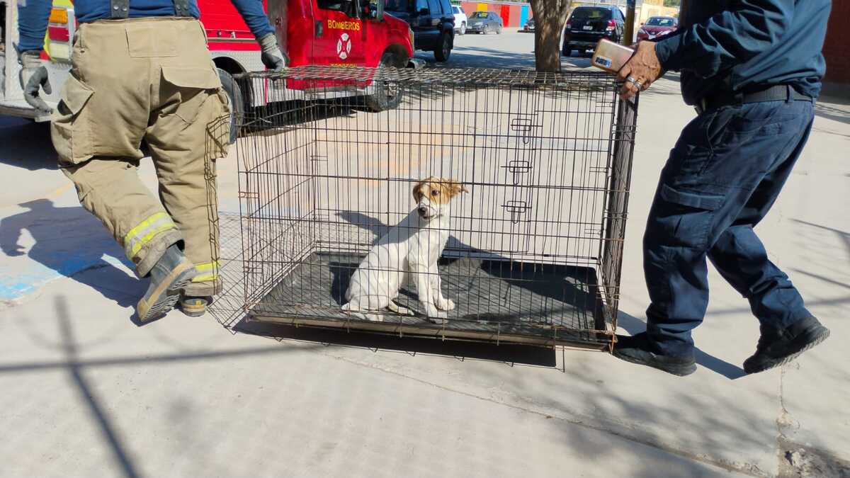 Profesores solicitaron apoyo al 911 luego de que el perro, al sentirse acorralado en un salón, intentara morder a quienes buscaban sacarlo.| Especial.