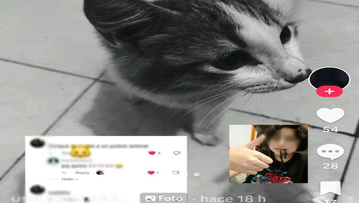 Redes denuncian regreso de Vanessa 'Evil' agresora de animales | Redes Sociales