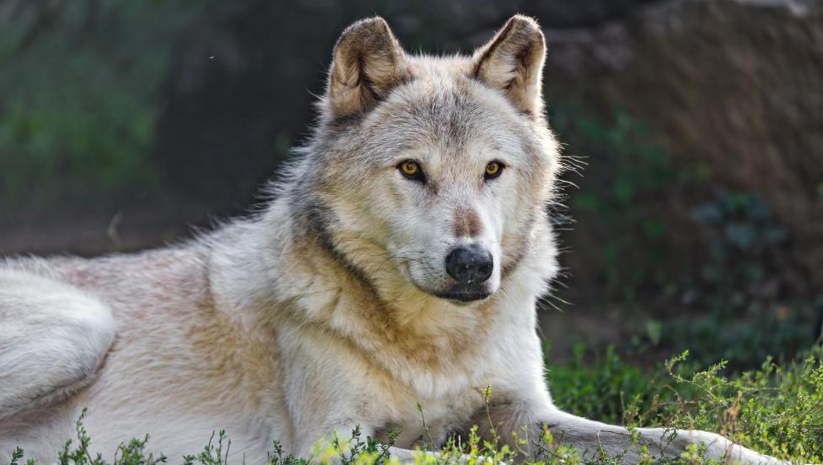 Zooleón registra muerte de loba canadiense tras operación | Especial