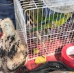 En el lugar se ofrecen búhos, zorros, serpientes, escorpiones, tarántulas y una variedad de aves y aunque son decomisadas, los vendedores siempre vuelven