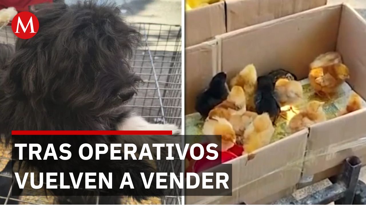 El Baratillo: traficantes de animales regresan tras operativos