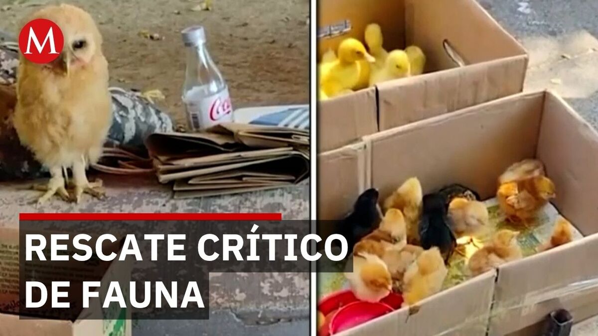 Guardia Nacional decomisa 345 animales en mercado 'El Baratillo' pero vuelven a vender