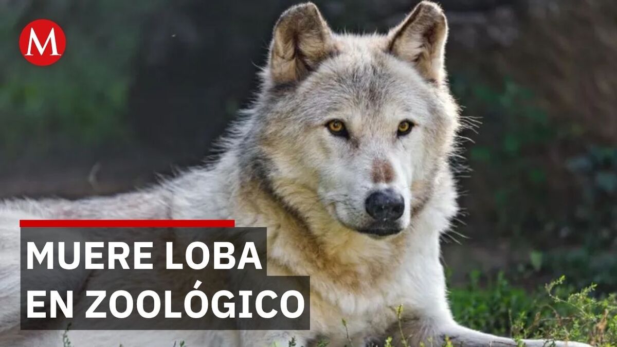 Zoológico de León bajo la lupa: Muere loba canadiense tras una esterilización programada
