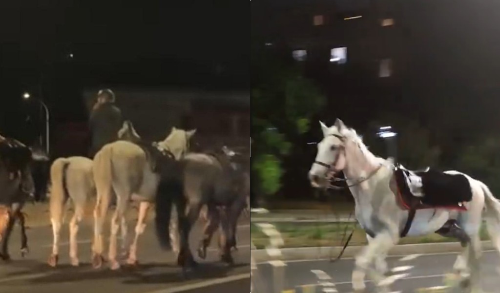 Investigan uso de petardos tras estampida de caballos en desfile del Día de la República en Italia | Redes