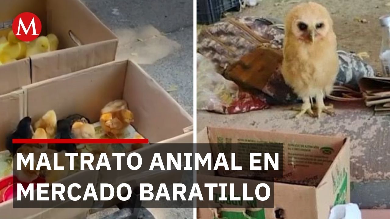 Maltrato animal en el mercado Baratillo: Aseguran más de 300 especies en Jalisco