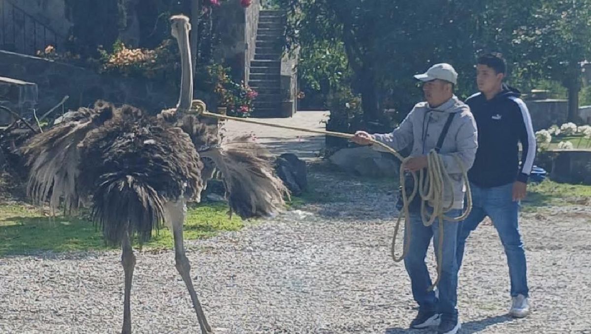 El animal exótico habría muerto un día después de su escape. | Foto: RRSS