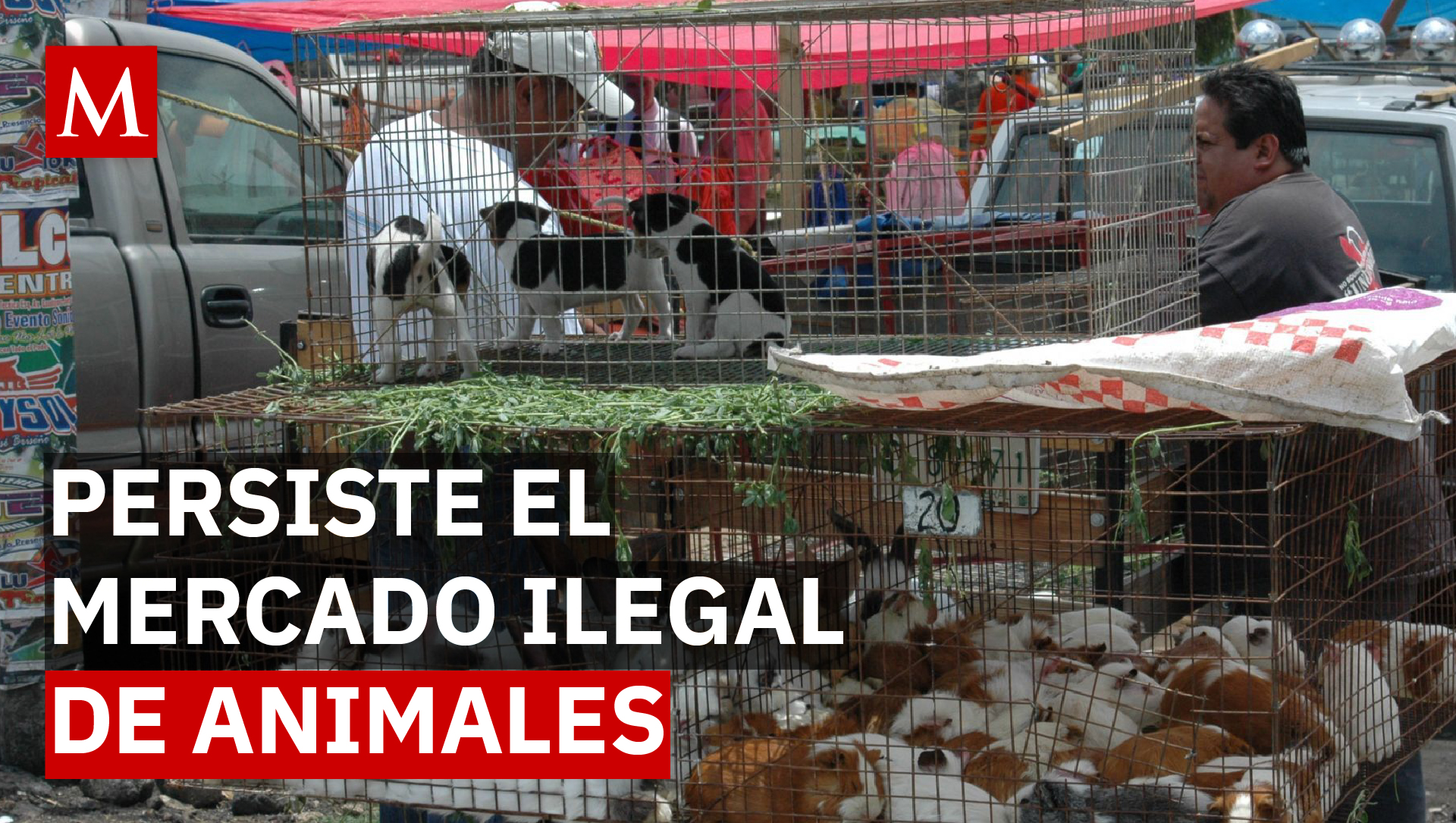 El ciclo que no termina: así regresan traficantes de animales a El Baratillo tras decomisos