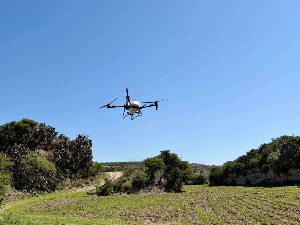 Drones agilizan labores en cultivos de Tepeji del Río. (Cortesía)