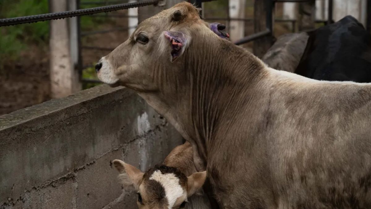 Nuevo León se mantiene entre las entidades más afectadas por el gusano barrenador | Especial