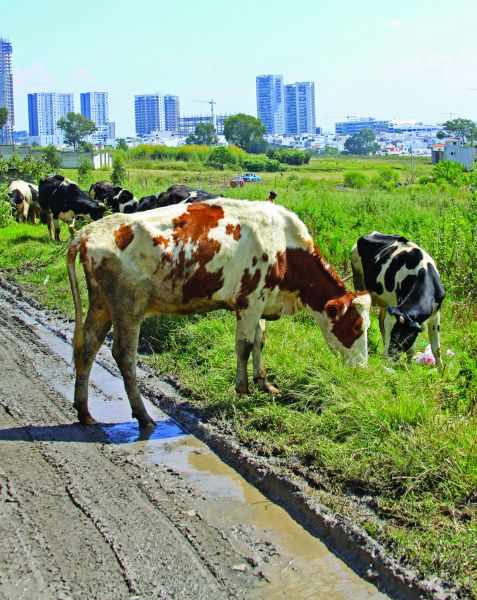 Al 31 de mayo, se registraron 224 animales contagiados. A. Lobato