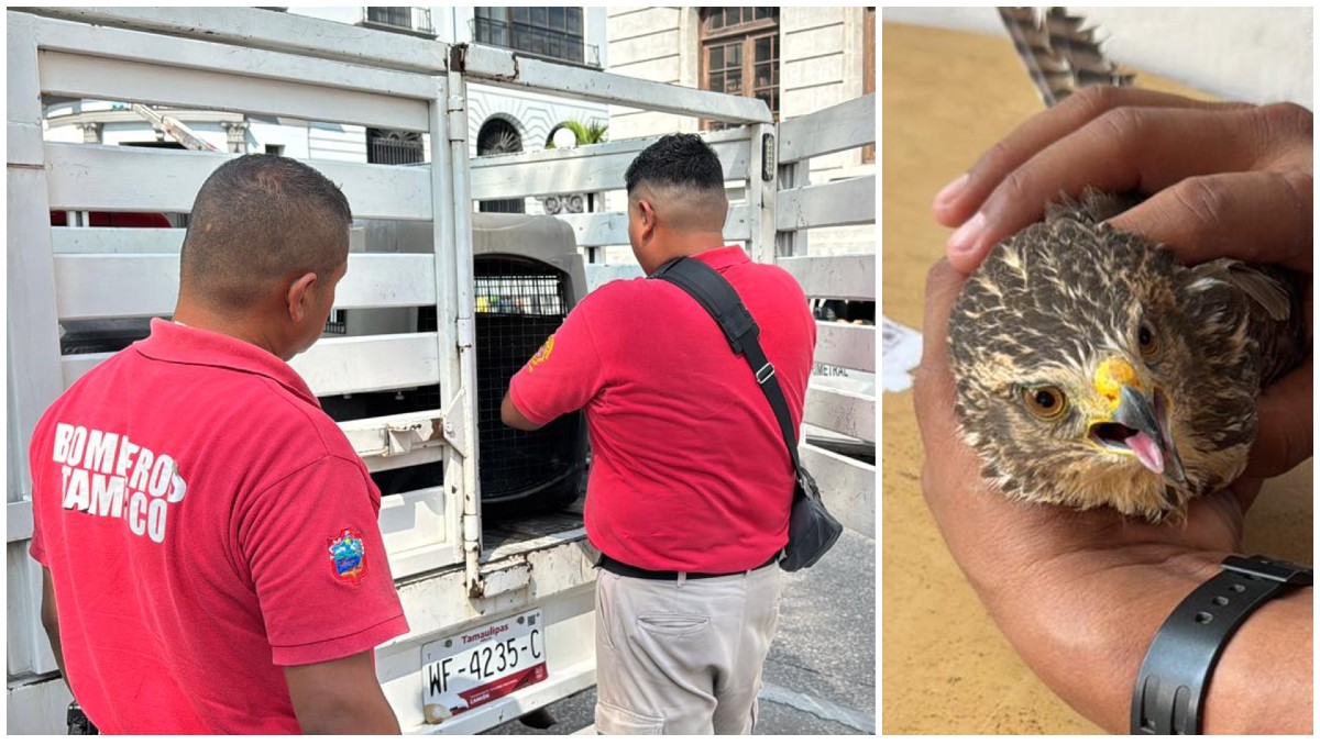 Un ciudadano resguardó una aparente cría de halcón que era atacada por tordos en la zona centro de Tampico