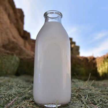 El día mundial de la leche es una celebración instaurada por la Organización de las Naciones Unidas para la Alimentación y la Agricultura (FAO) en 2001.