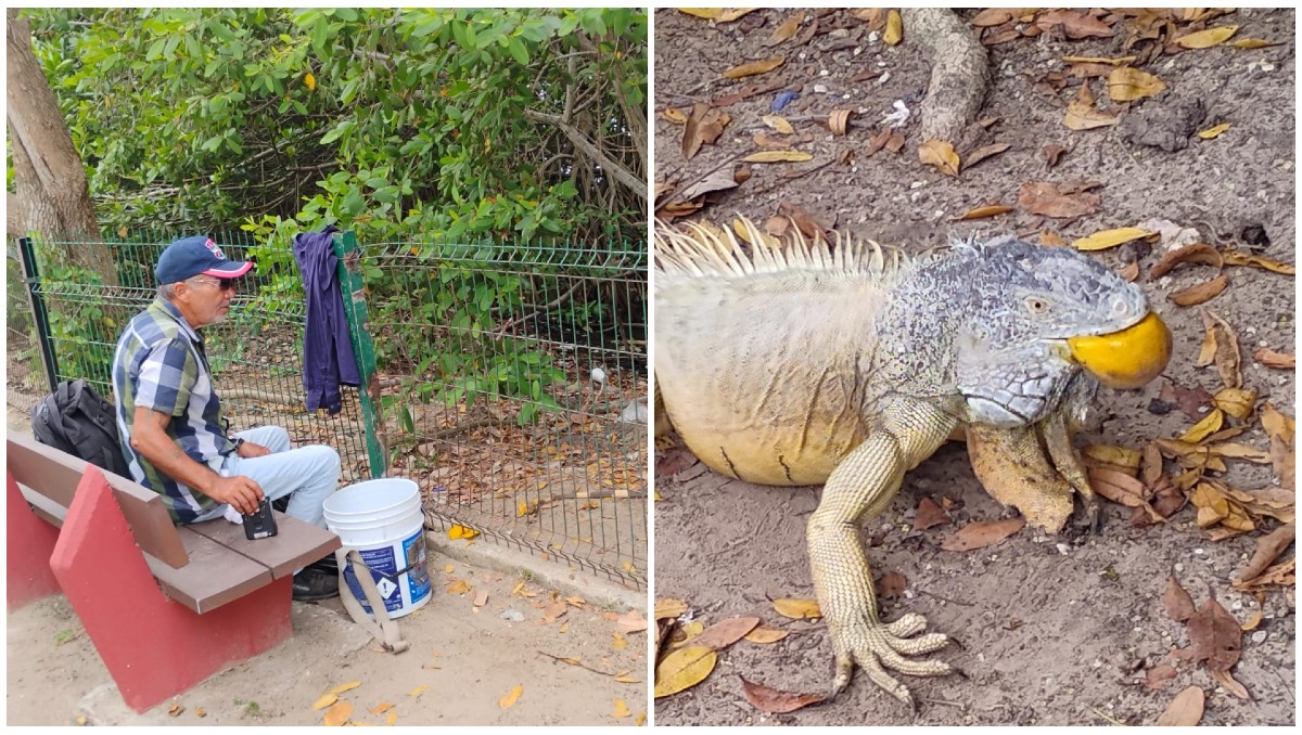 Kevin, la iguana que hizo amistad con un hombre en la Laguna del Carpintero de Tampico